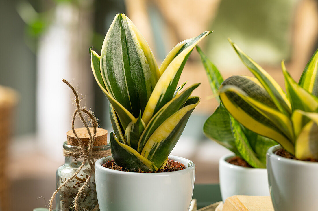 Sansevieria trifasciata 'Golden Hahnii'