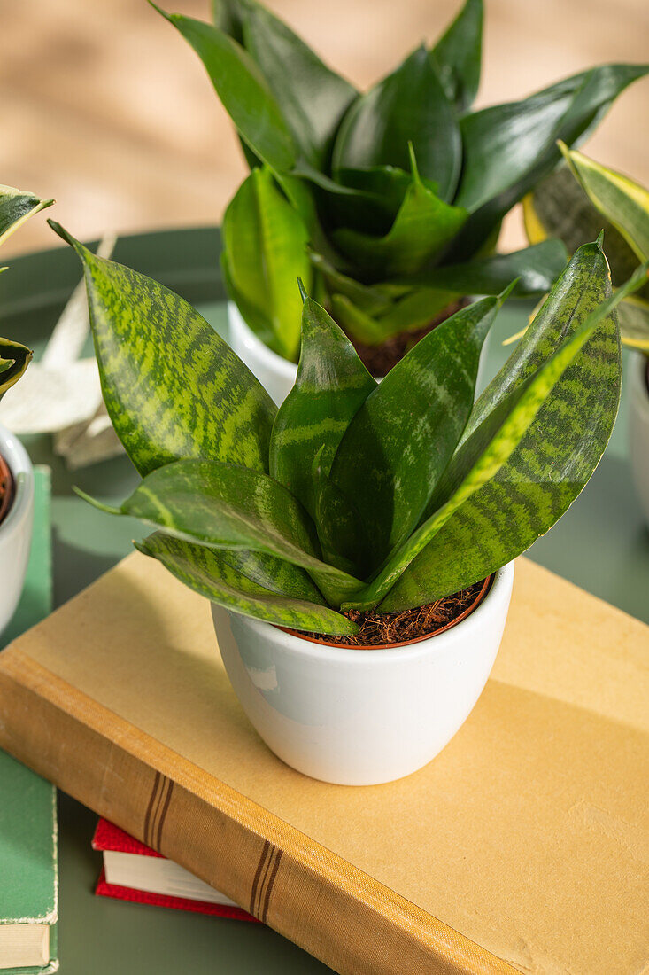 Sansevieria trifasciata 'Hahnii'