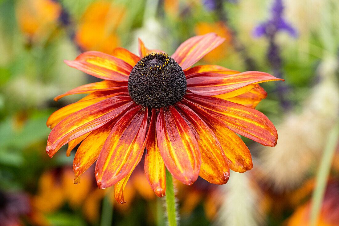 Rudbeckia hirta 'Chocolate Orange'