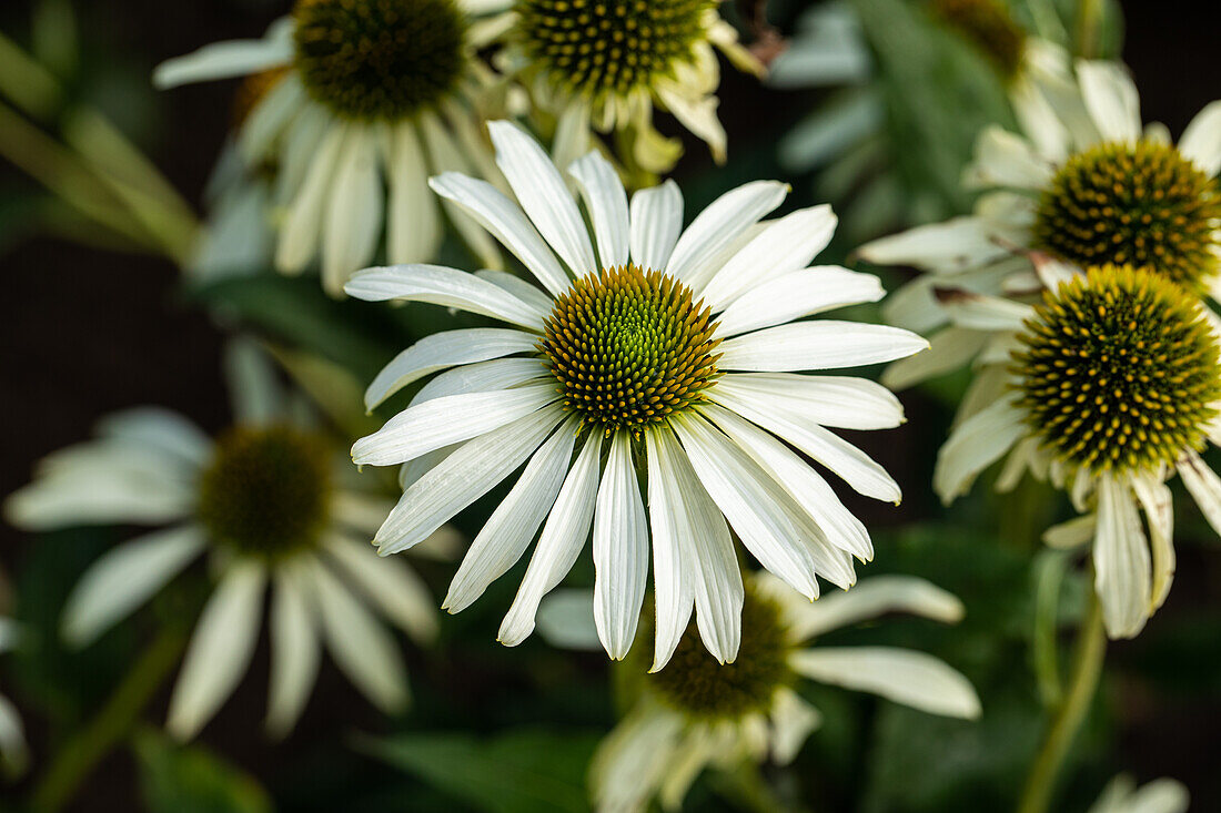 Echinacea purpurea 'Happy Star'