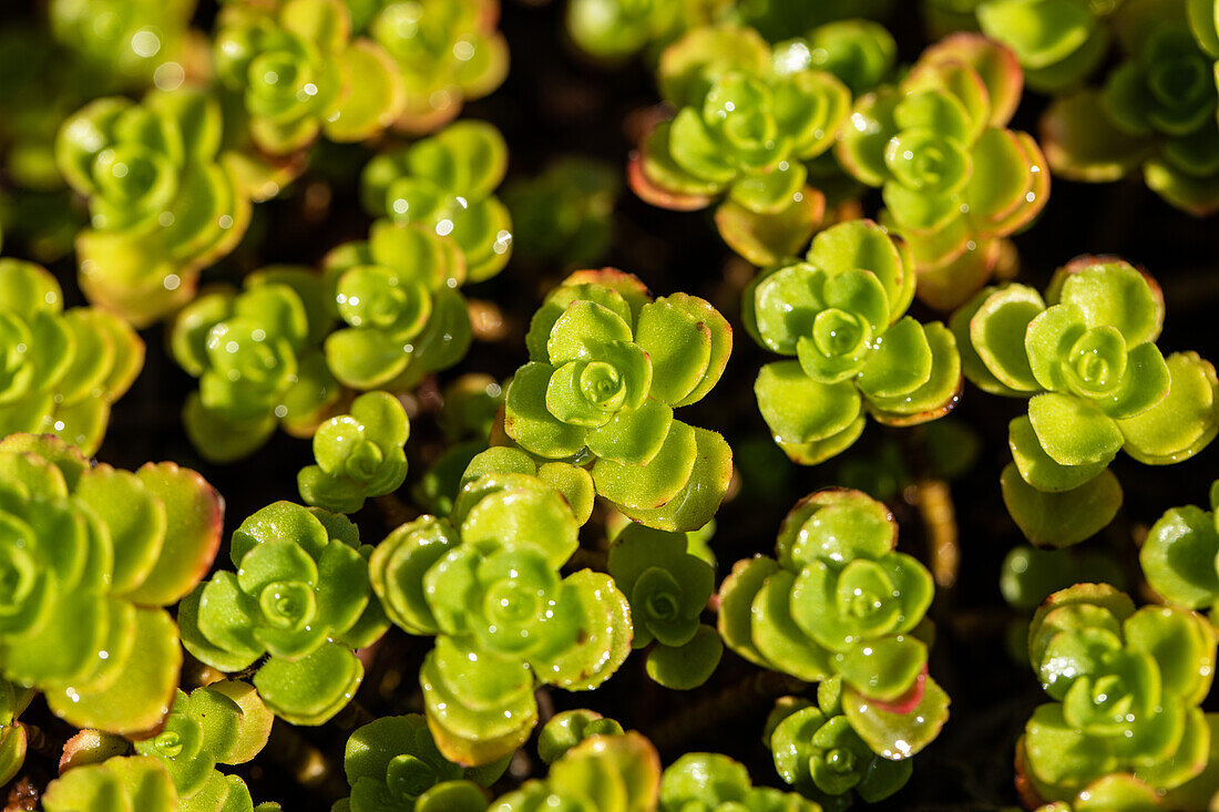 Sedum cauticola