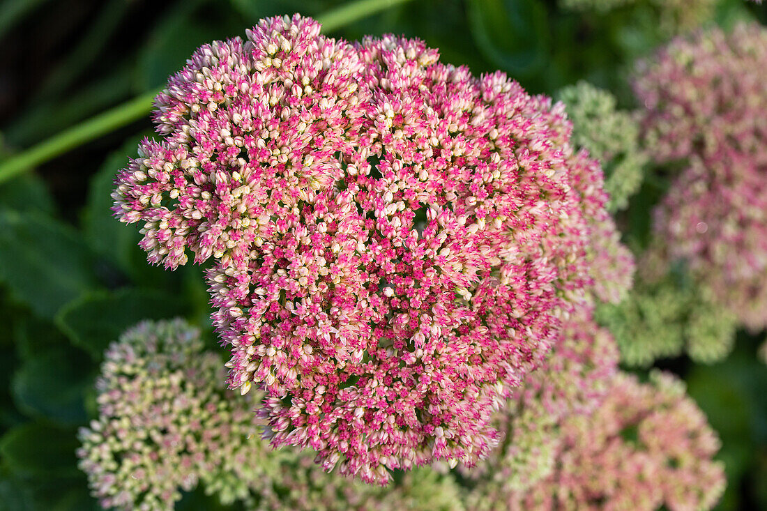 Sedum telephium