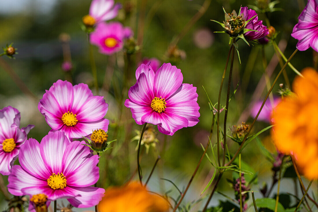 Cosmos bipinnatus