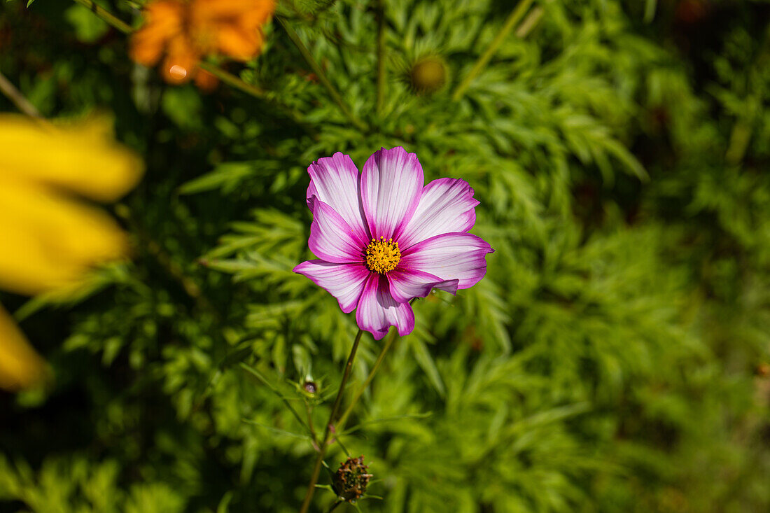 Cosmos bipinnatus