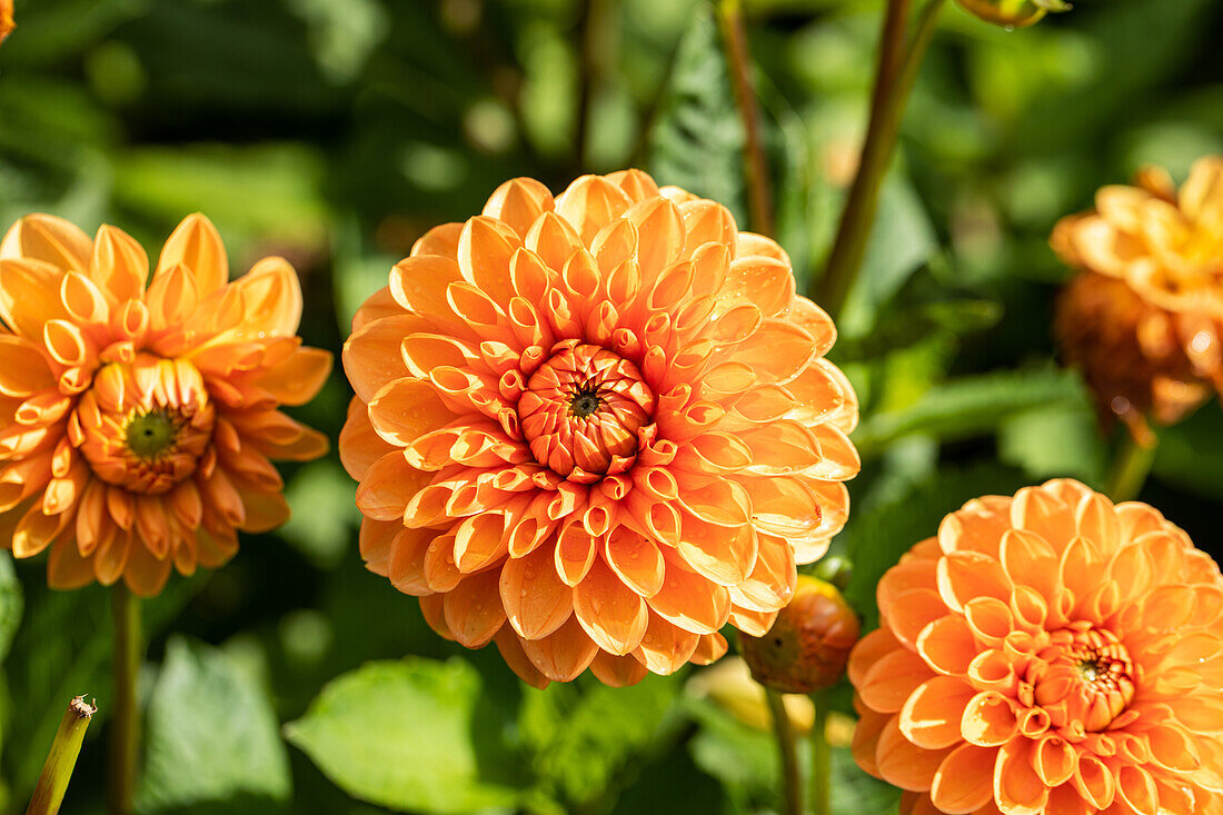 Dahlia Pompon, orange