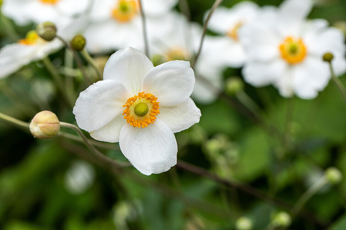 Anemone japonica, weiß