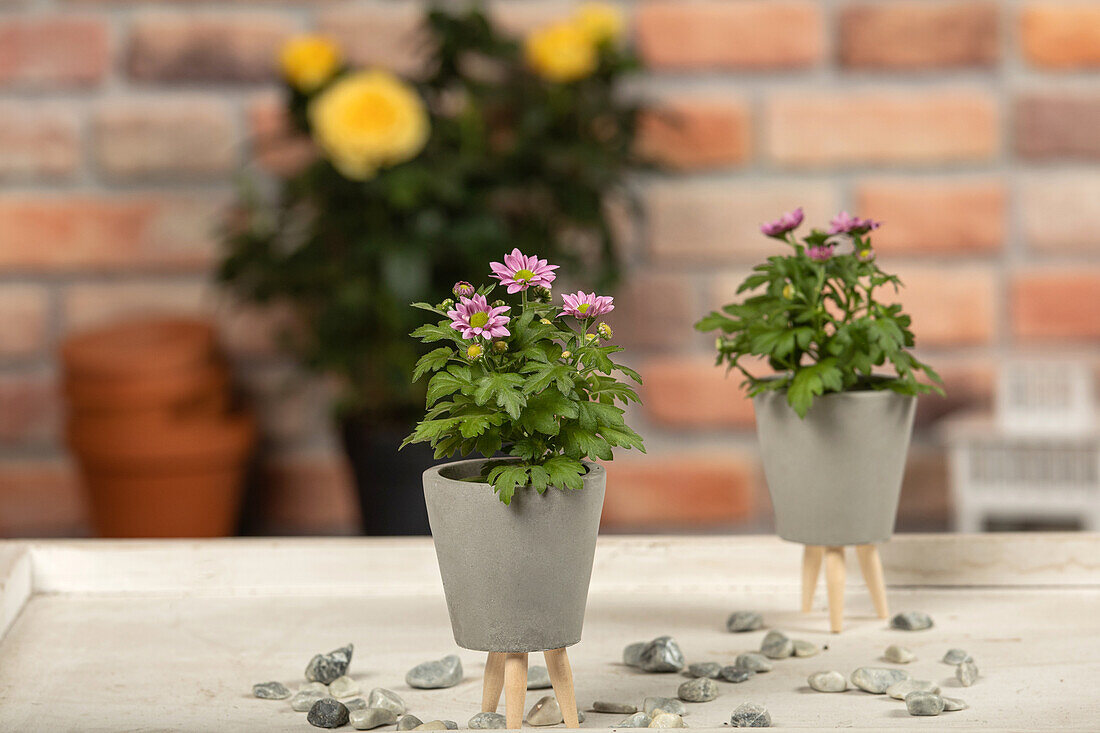 Chrysanthemum indicum, pink