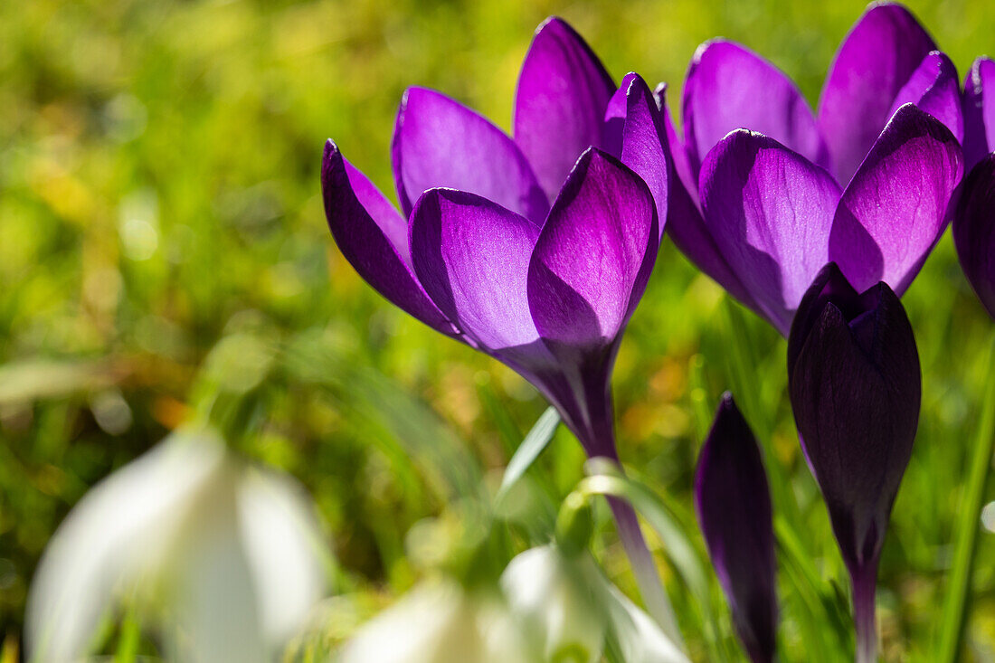 Crocus vernus, violet