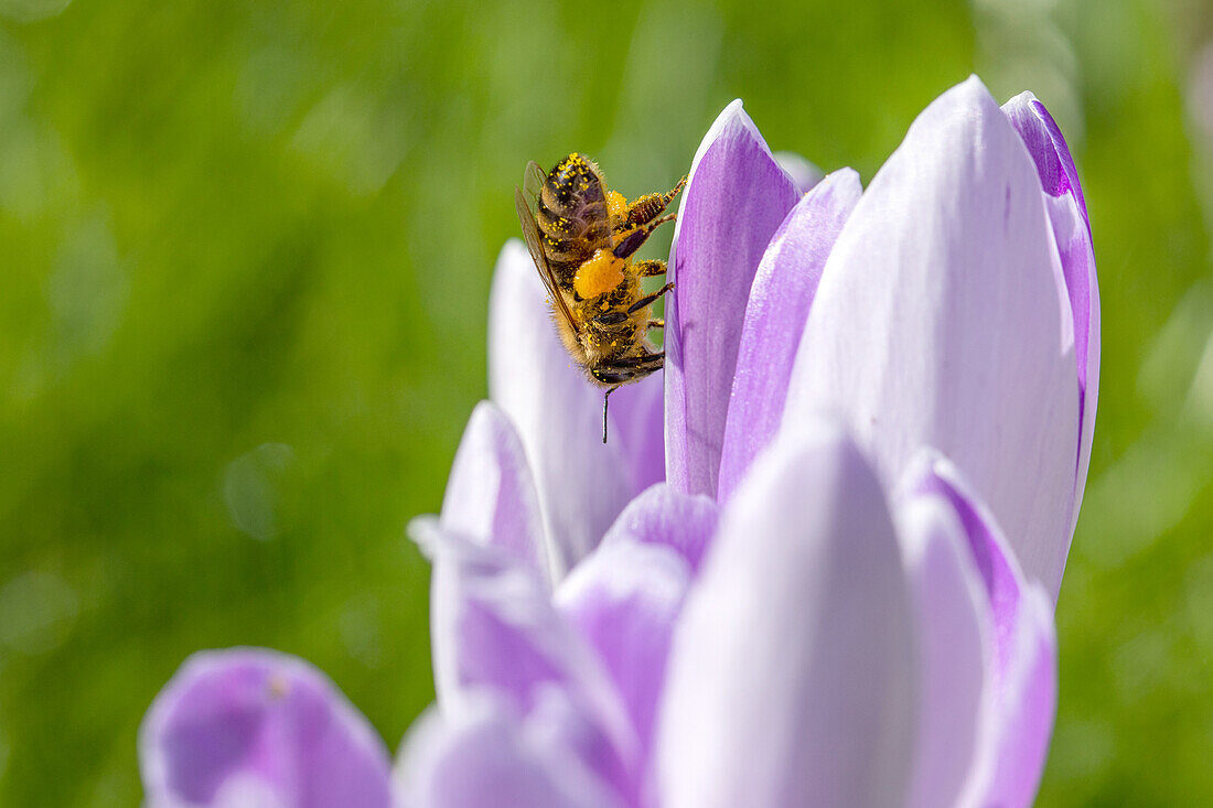 Biene an Krokus
