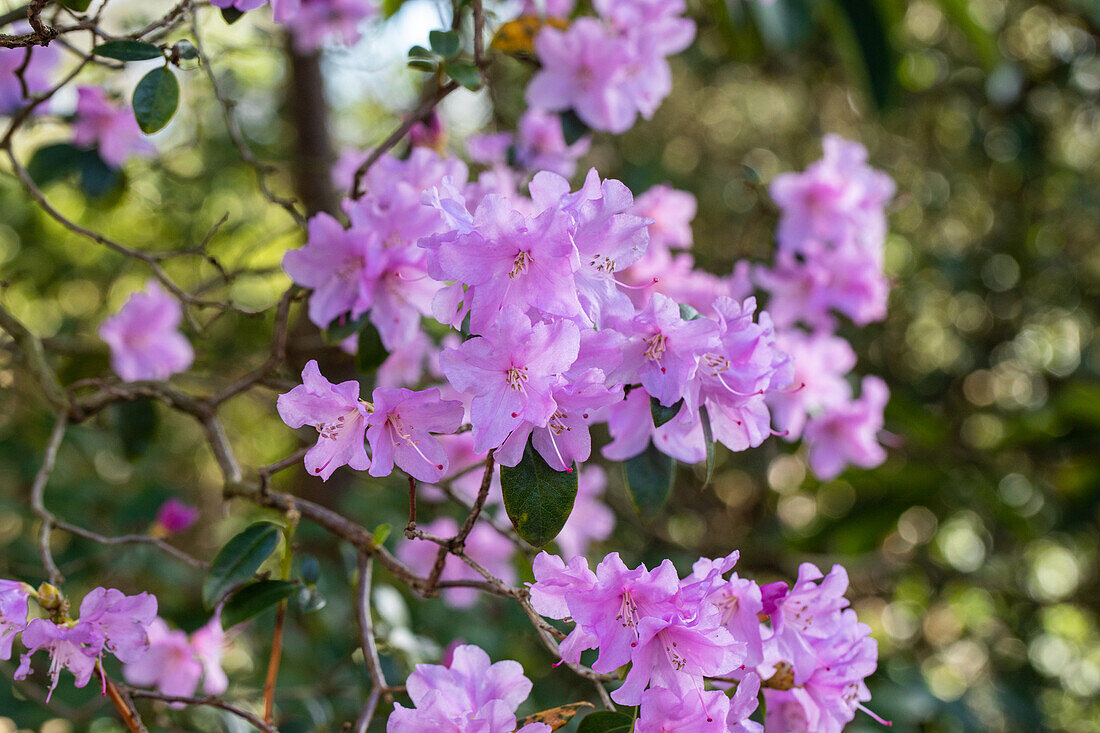 Rhododendron 'Praecox'