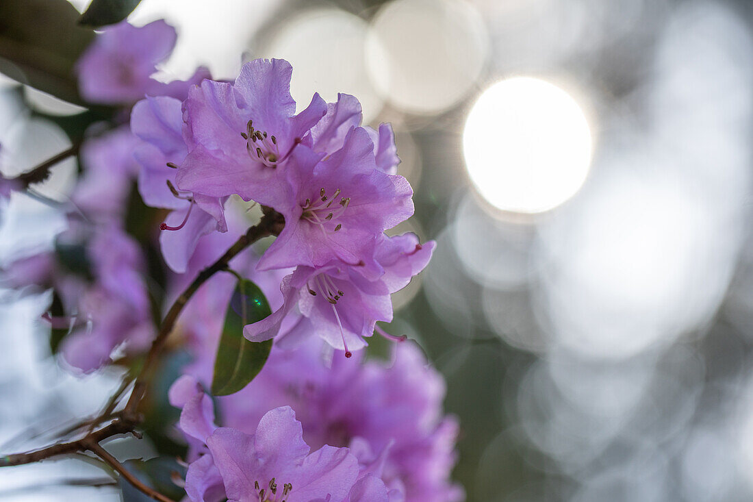 Rhododendron 'Praecox'