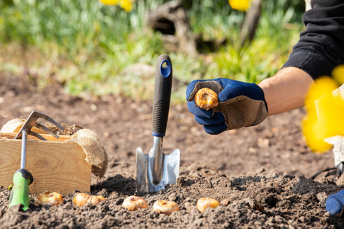 Planting flower bulbs