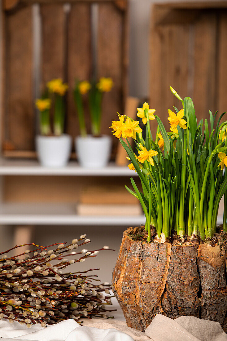 Narcissus cyclamineus