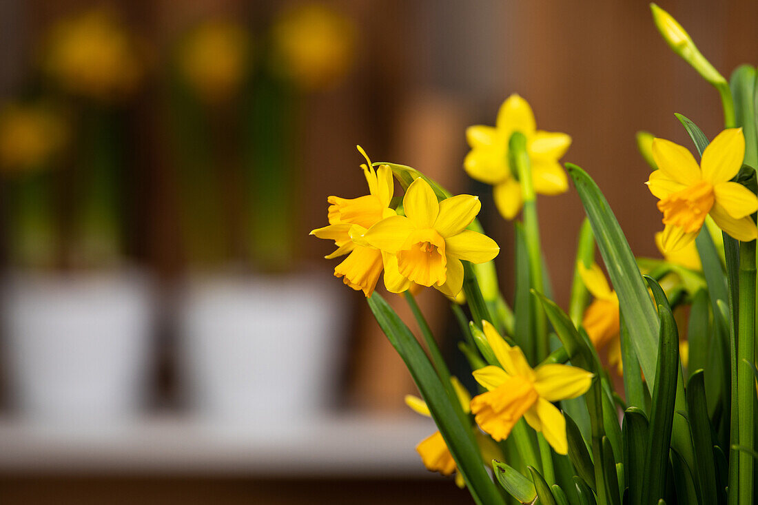 Narcissus pseudonarcissus