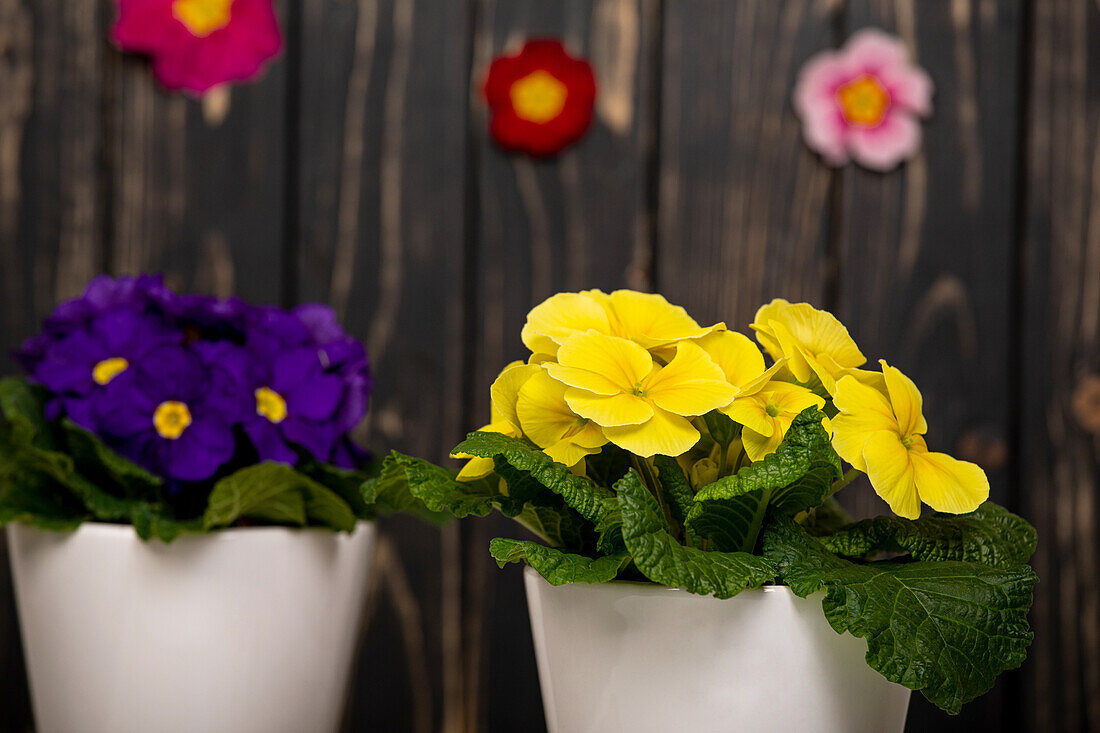 Primula vulgaris, yellow