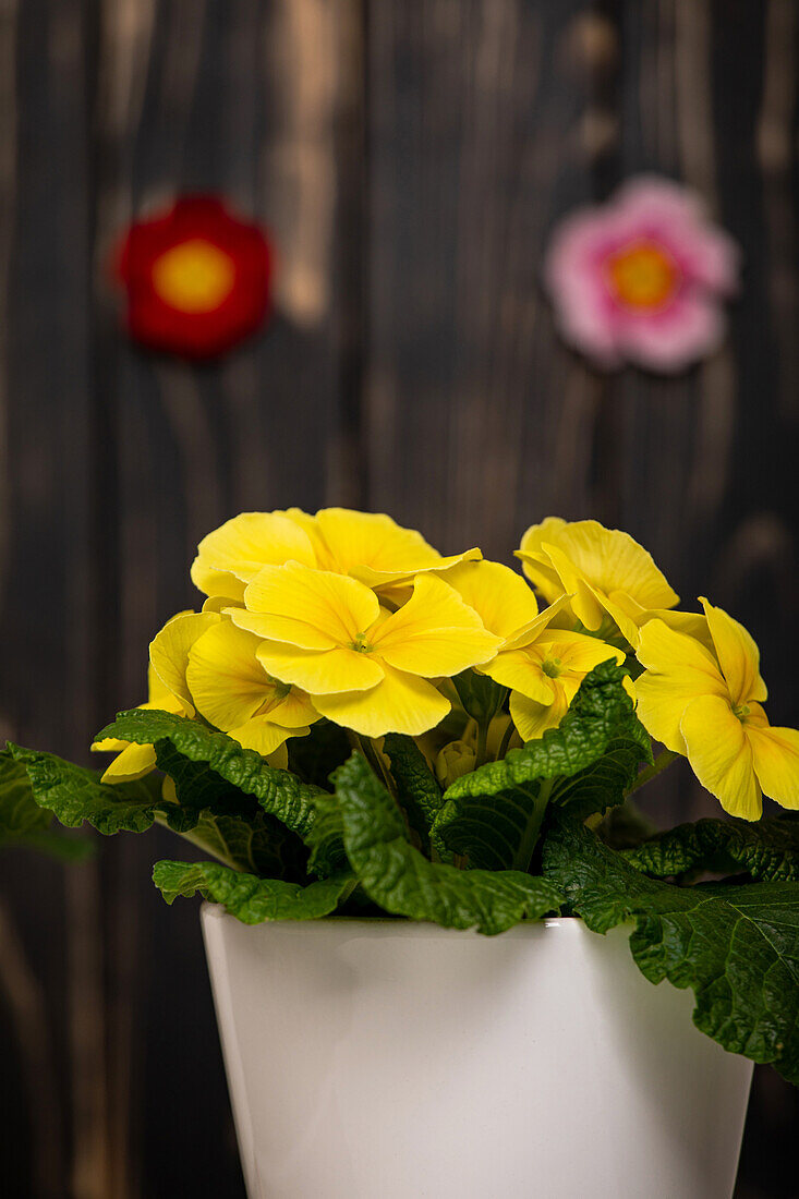 Primula vulgaris, gelb