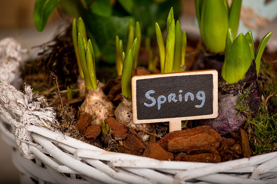 Flower bulbs in a basket