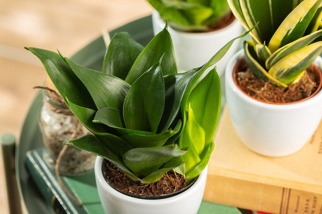 Sansevieria trifasciata 'Black Hahnii'