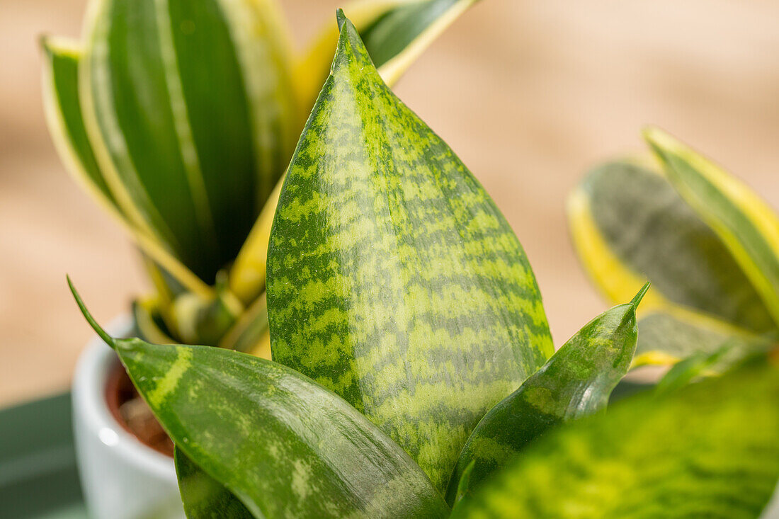 Sansevieria trifasciata 'Hahnii'