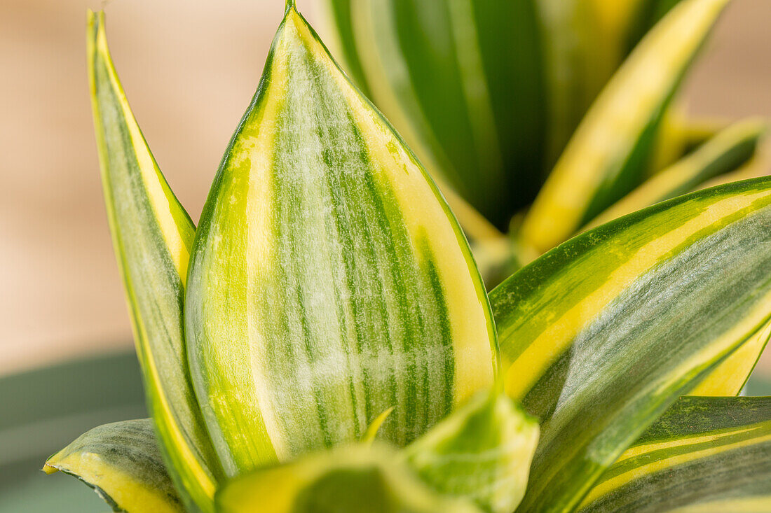 Sansevieria trifasciata 'Golden Hahnii'