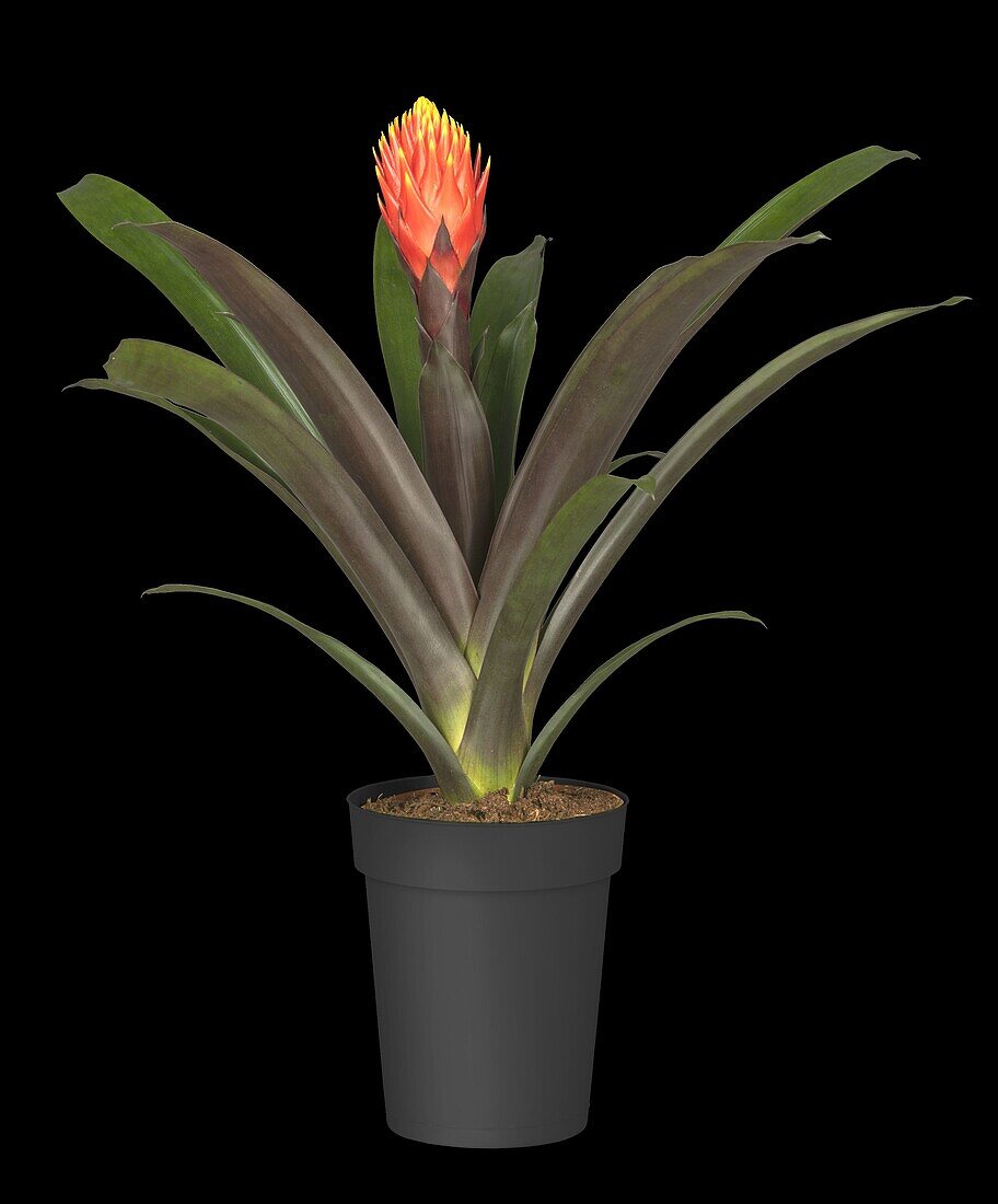 Guzmania 'Tala'