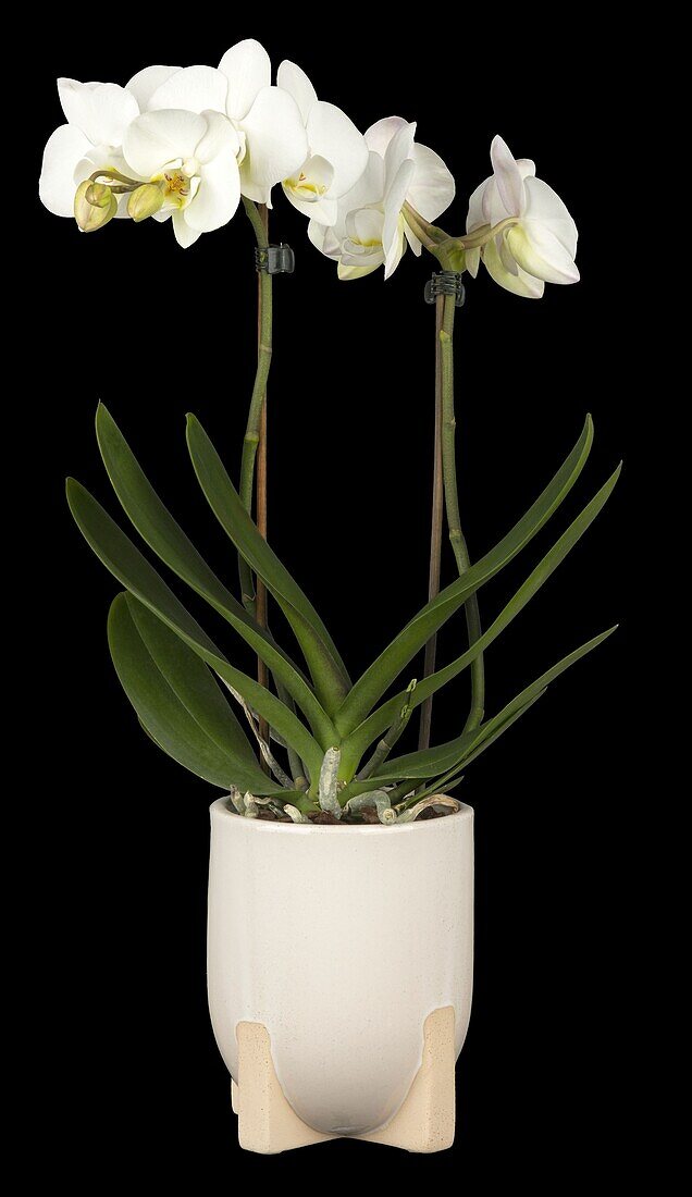 Phalaenopsis, white