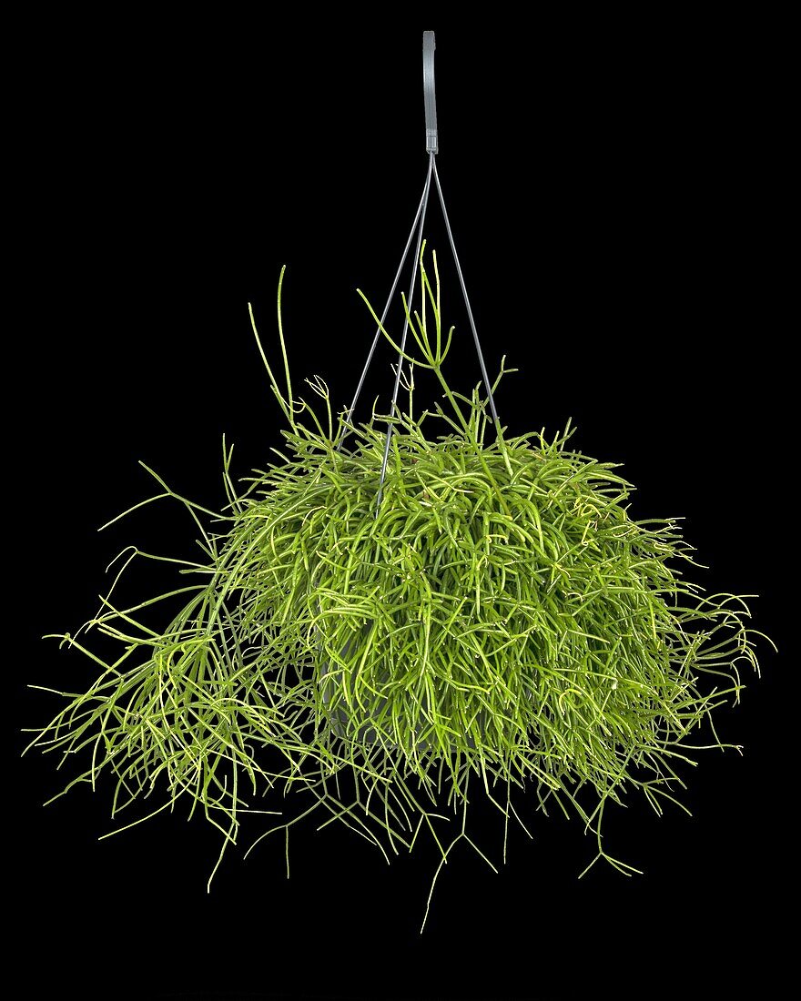 Rhipsalis baccifera subsp. baccifera