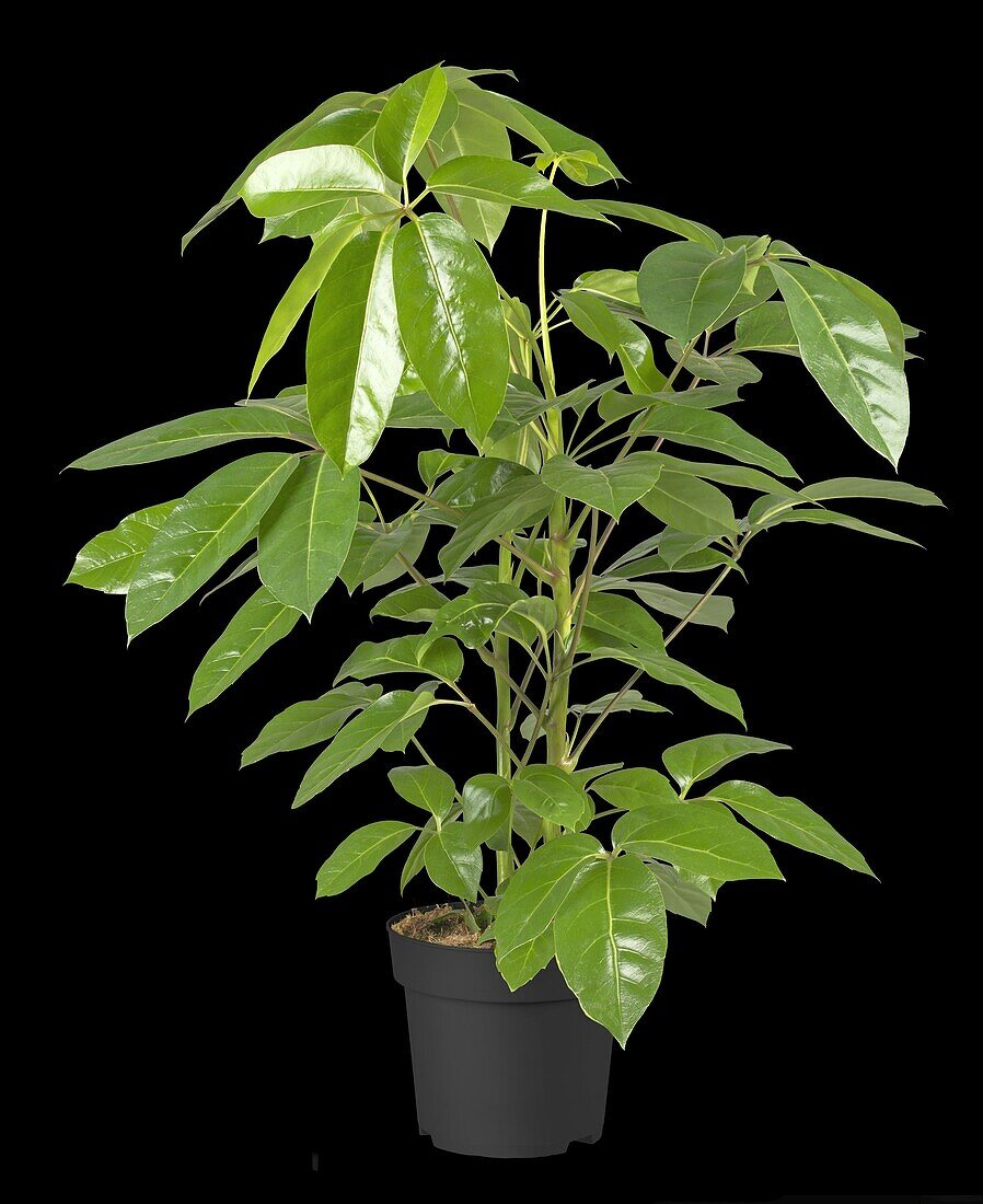 Schefflera arboricola 'Amate'