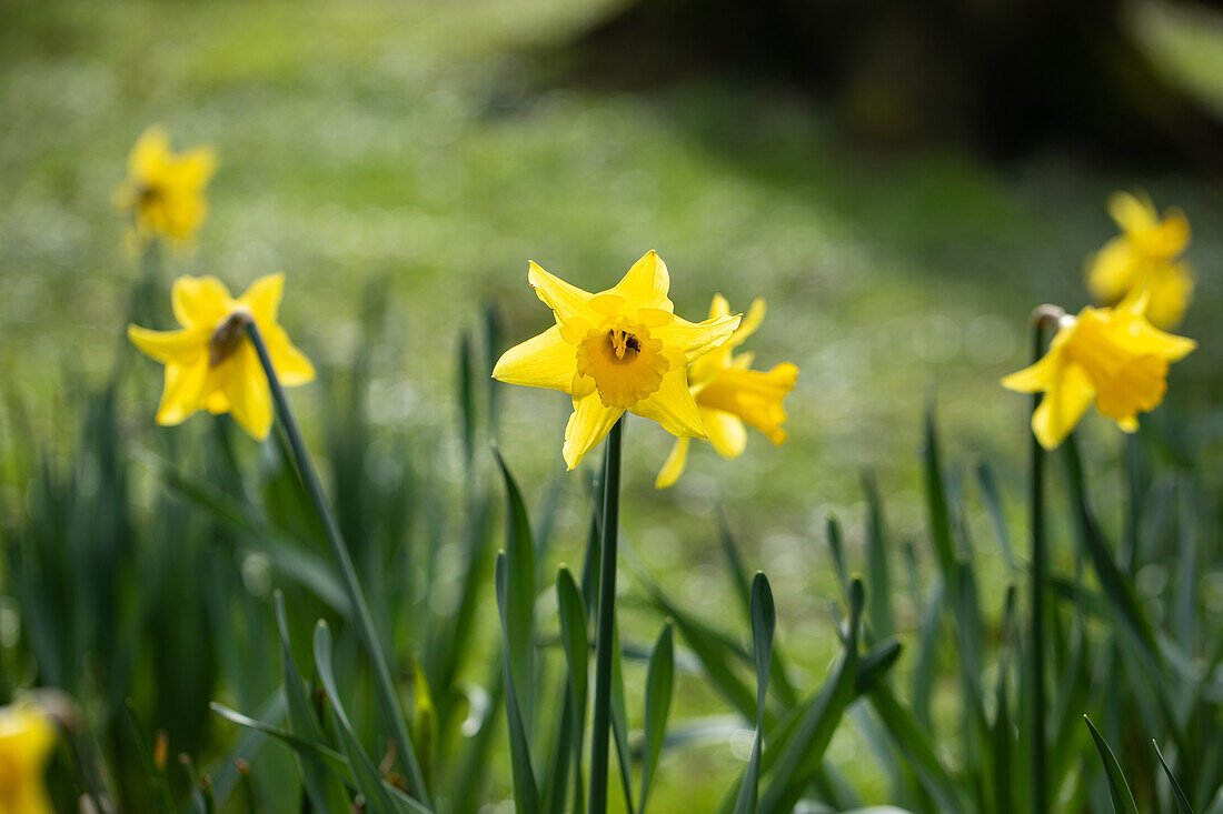 Narcissus Large Cupped