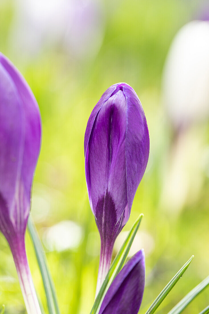 Crocus vernus, purple