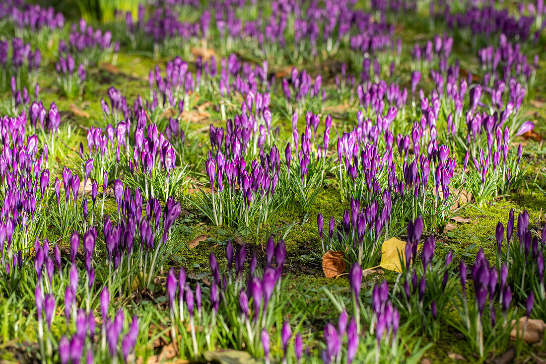 Crocus vernus, purple