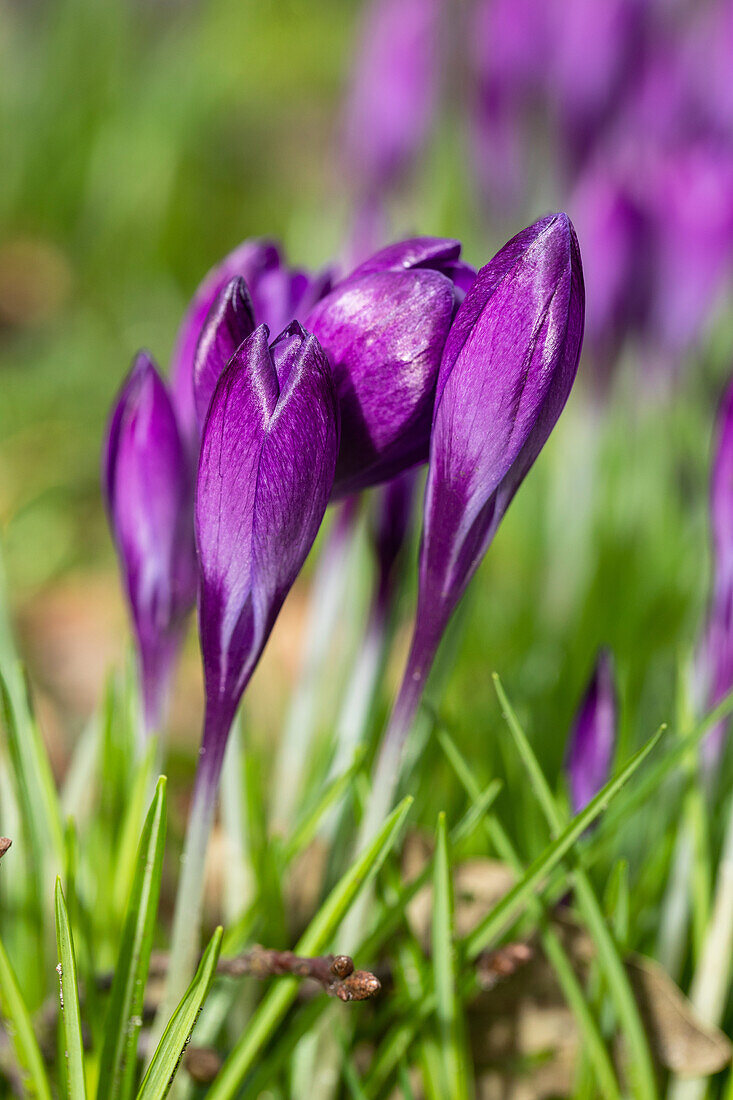 Crocus vernus, violett