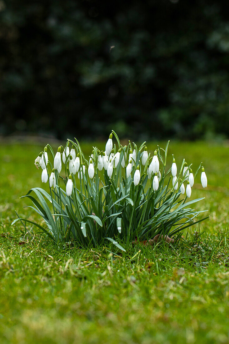 Galanthus nivalis