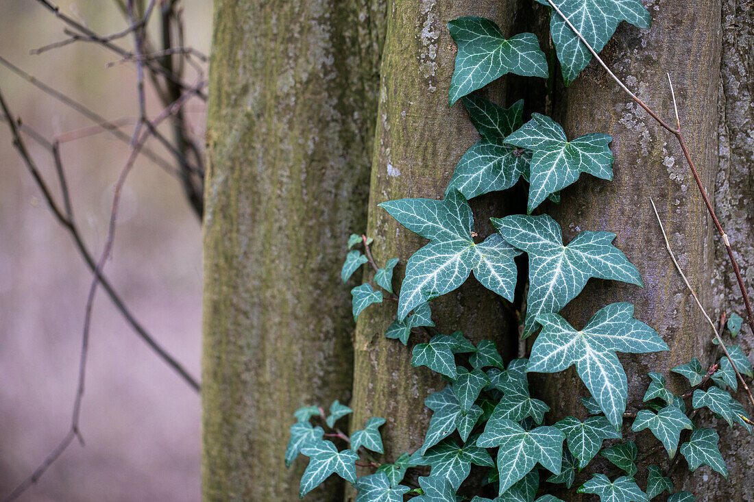 Hedera helix