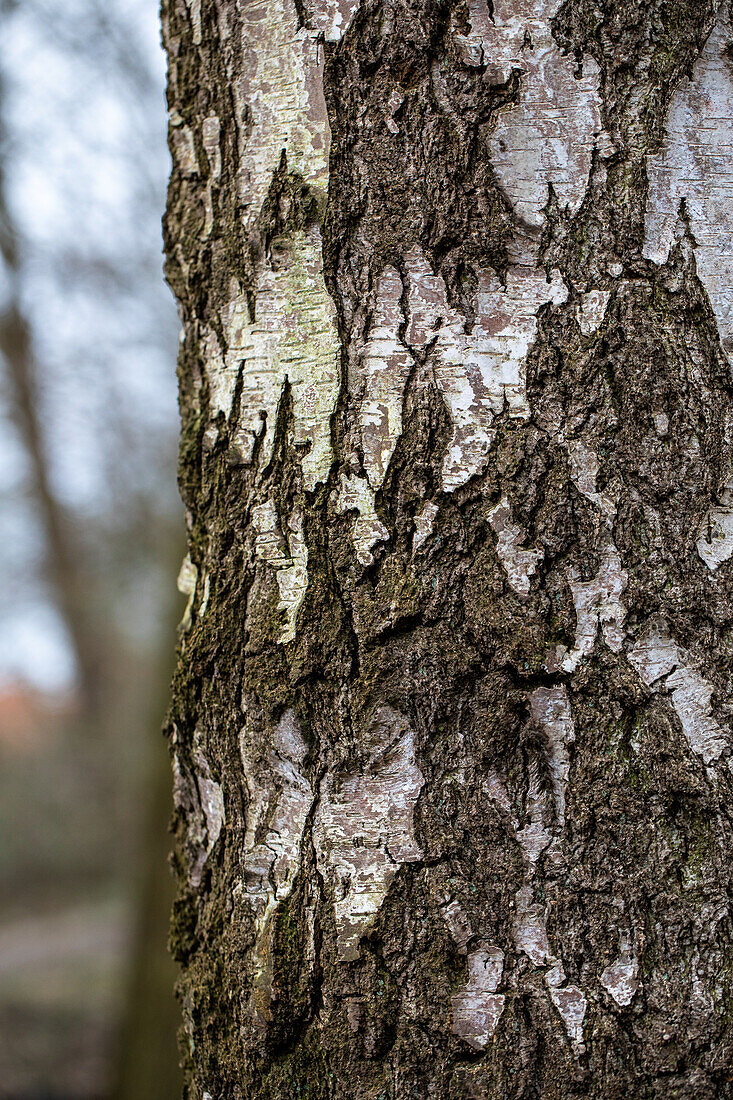 Betula pendula