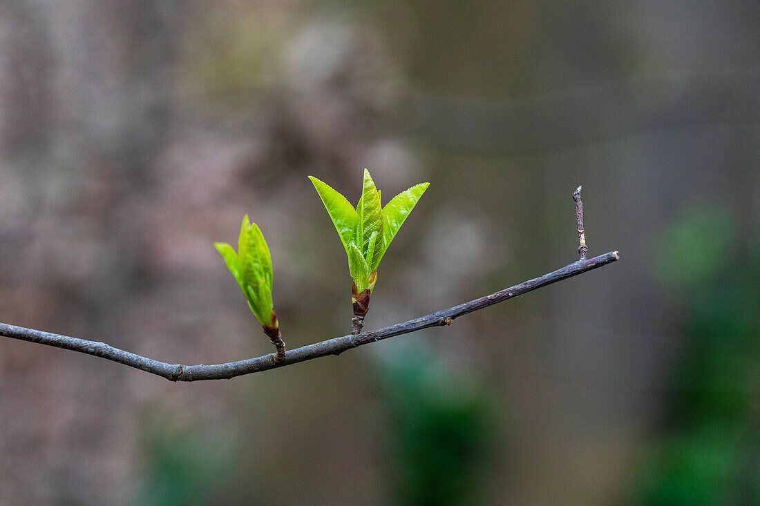 Budding