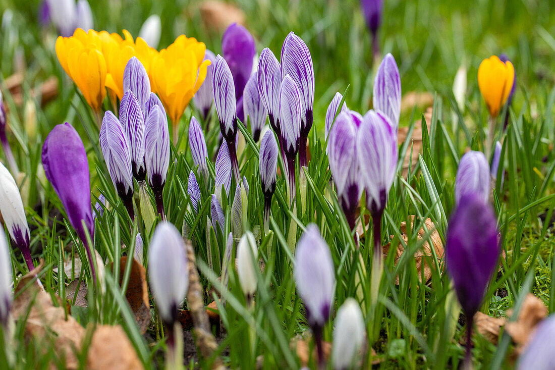 Crocus vernus, striped