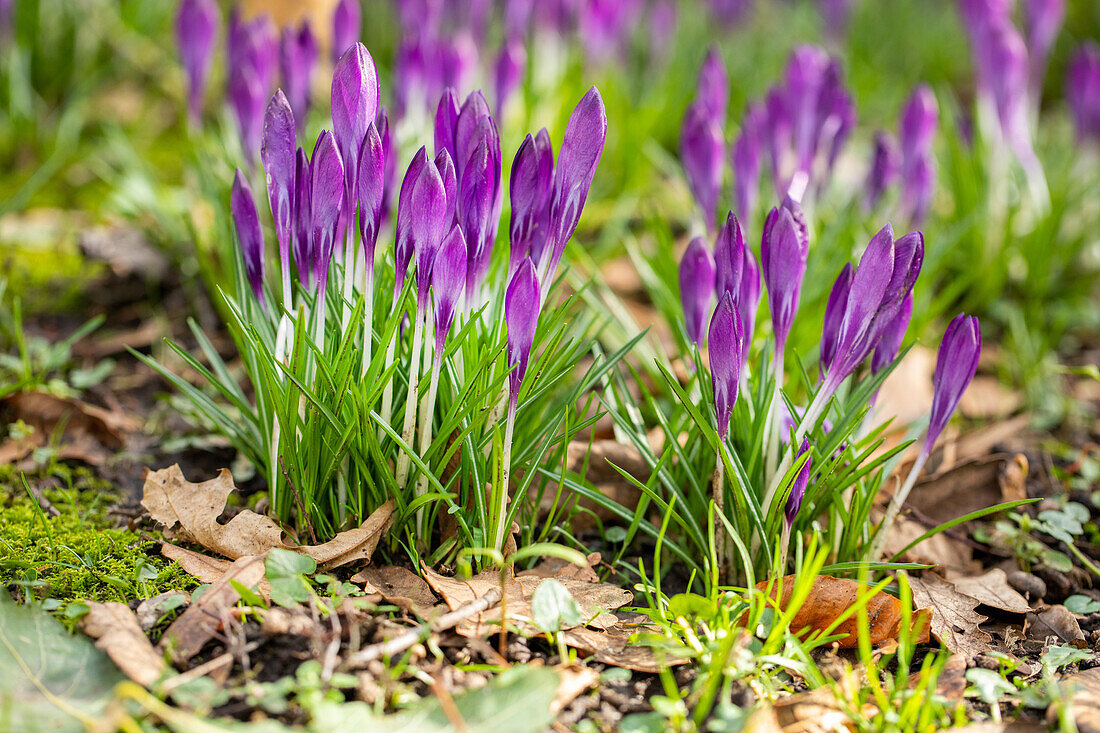 Crocus vernus, purple