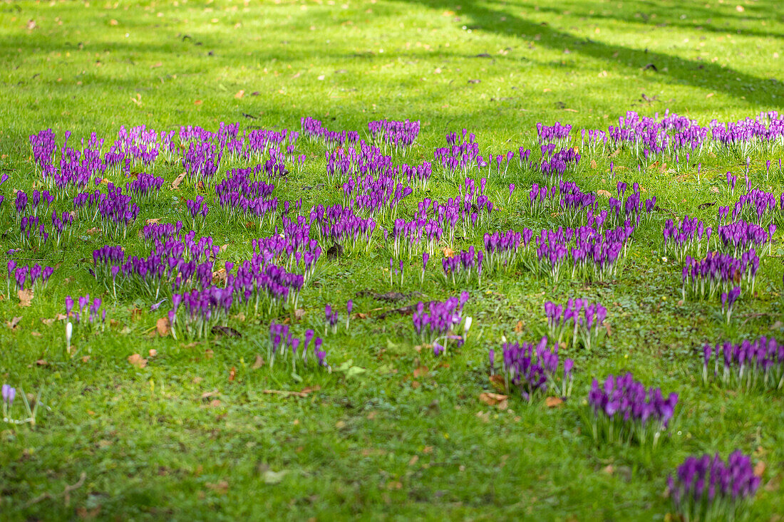 Crocus vernus, violet