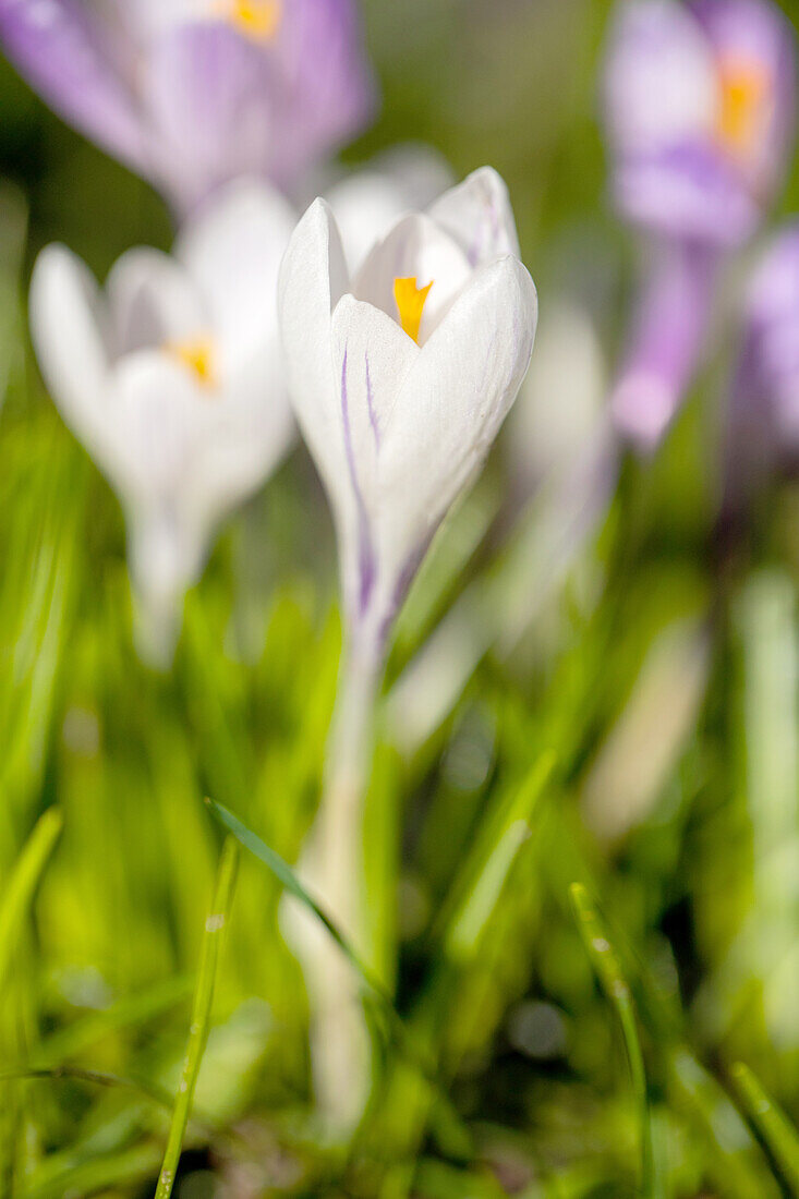 Crocus chrysanthus, weiß