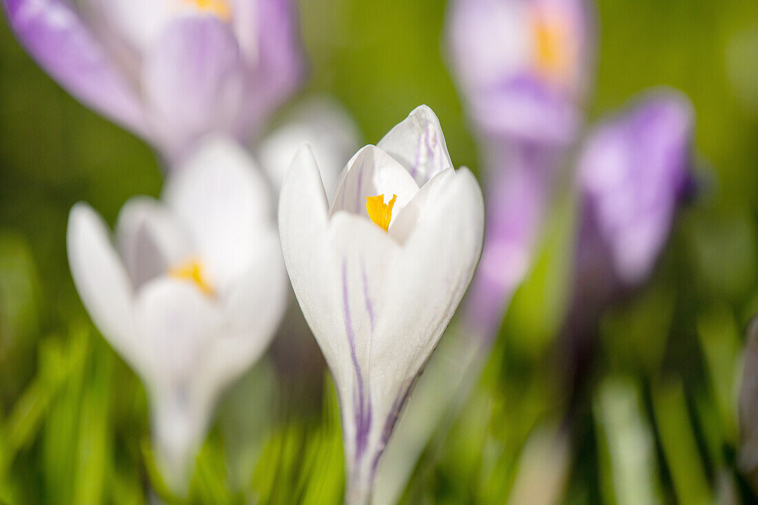 Crocus vernus, weiß