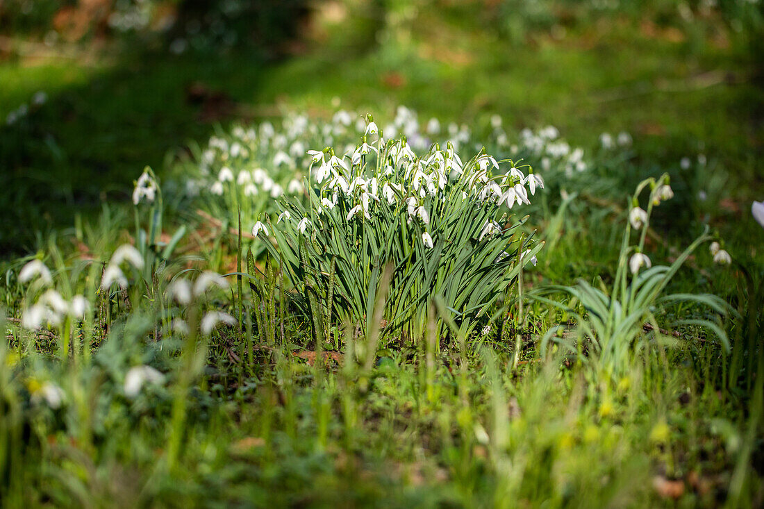 Galanthus nivalis