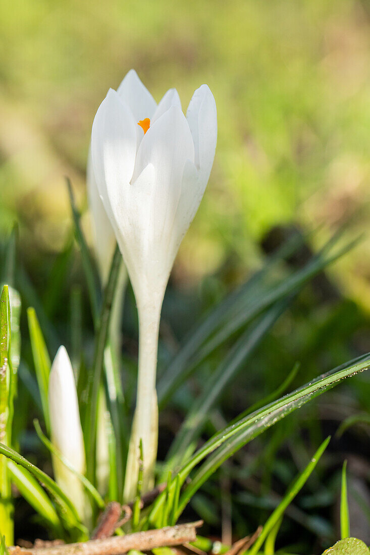 Crocus vernus, white