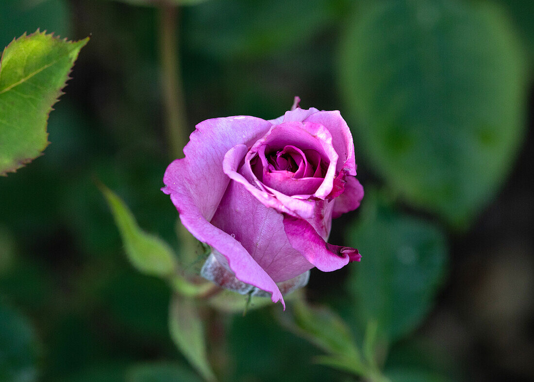 Rosa 'Magenta'