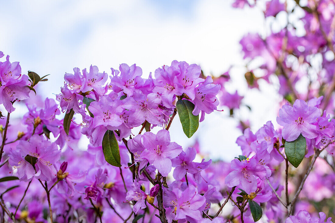 Rhododendron 'Praecox'