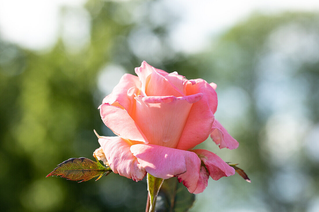 Rosa 'Independence du Luxembourg'