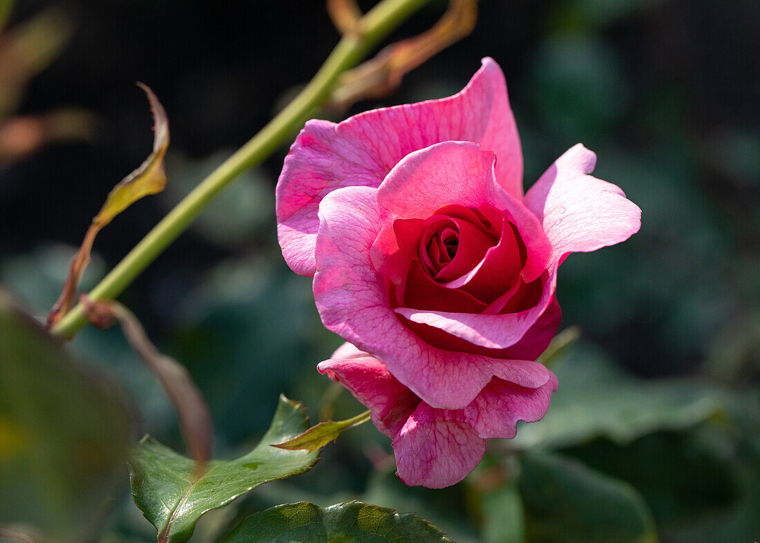 Rosa 'Duet'