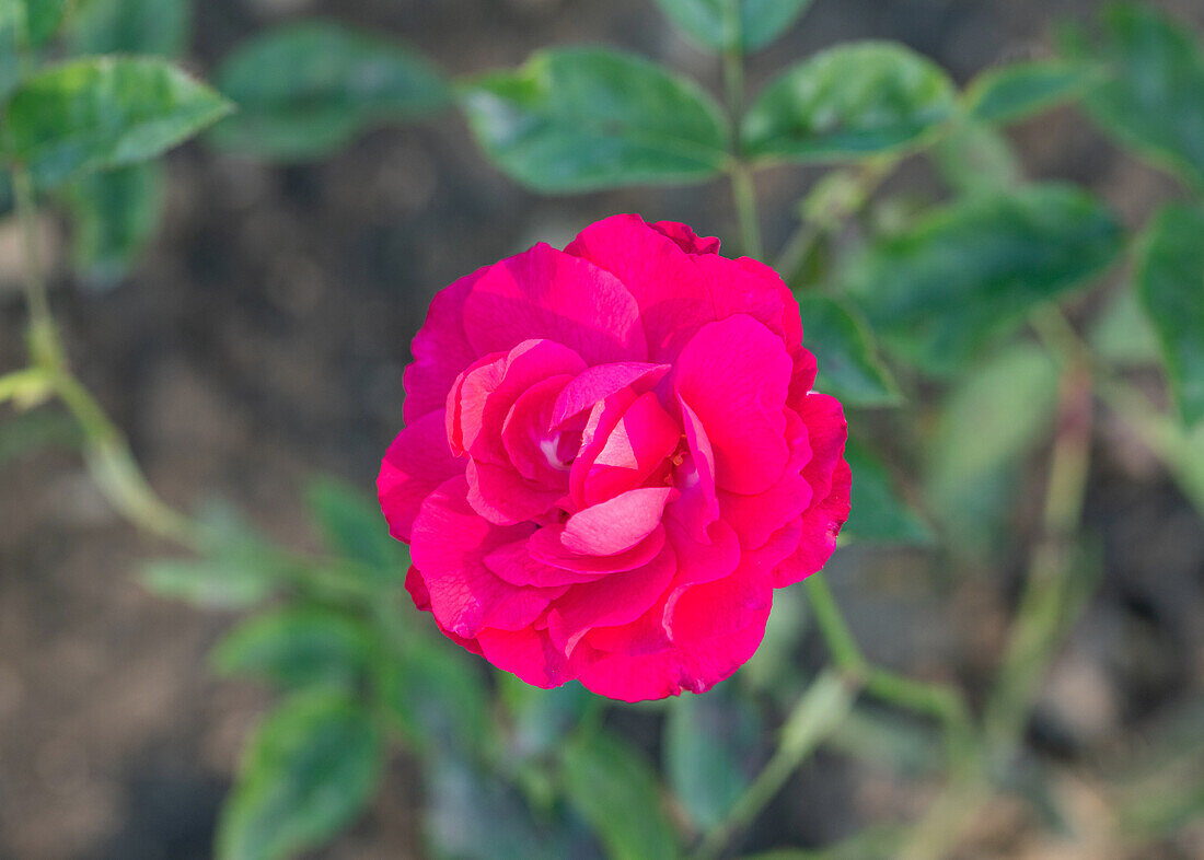 Rosa 'Rouge'