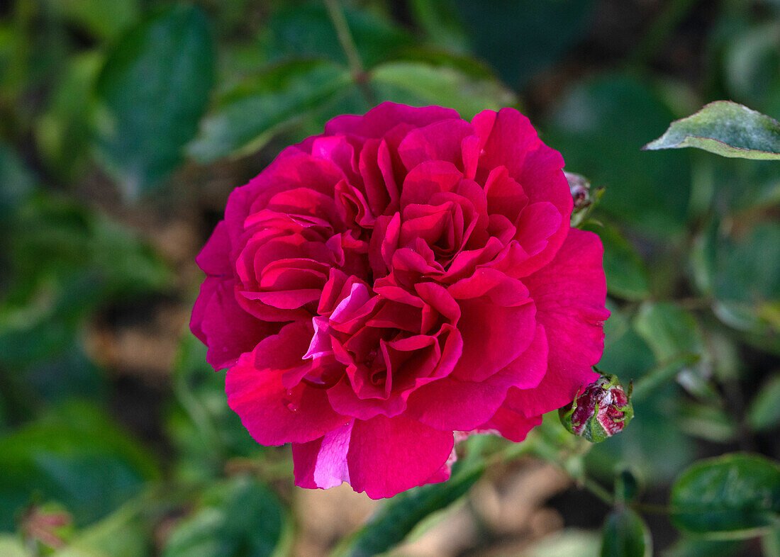 Rosa 'Zukunft'