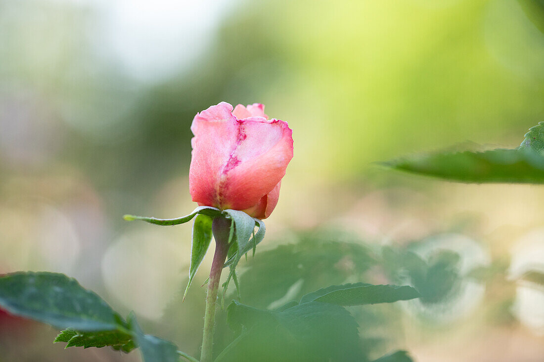 Rosa ,,Serenade'' Scholle, E. 1980